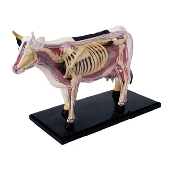 Hayvan Organı Anatomi Modeli 4D İnek İstihbarat Montaj Oyuncak Öğretim Anatomi Modeli DIY Popüler Bilim Aletleri