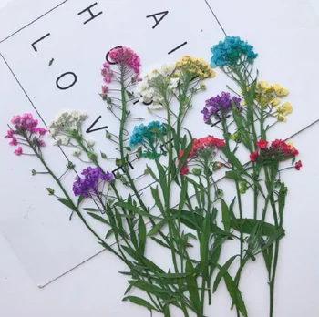 250 adet Preslenmiş Kurutulmuş Lobularia maritima Çiçek Bitkiler Epoksi Reçine Kolye Kolye Takı Yapımı El Sanatları DIY Aksesuarları